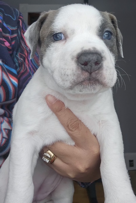 Amercian Bully x Stafford shire