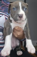 Amercian Bully x Stafford shire