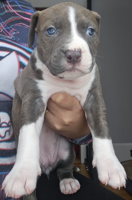 Amercian Bully x Stafford shire