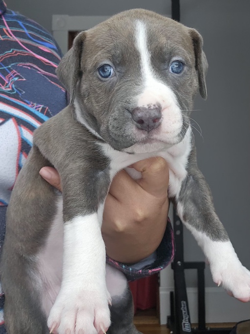 Amercian Bully x Stafford shire