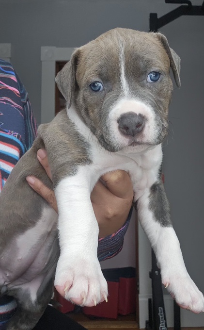 Amercian Bully x Stafford shire