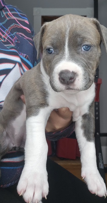 Amercian Bully x Stafford shire