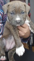 Amercian Bully x Staffordshire terrier  