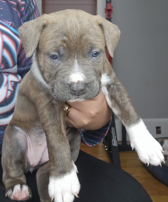 Amercian Bully x Staffordshire terrier  