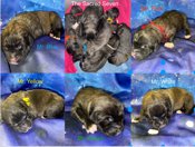 Caucasian Shepherd/Leonberger