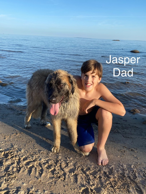 Caucasian Shepherd/Leonberger