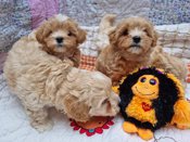 Maltipoo