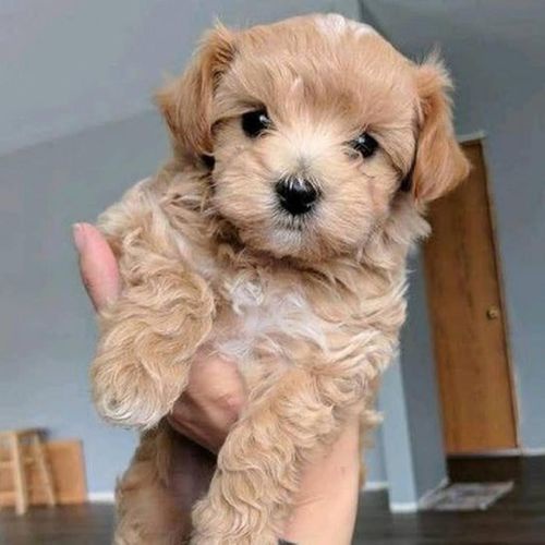 Maltipoo