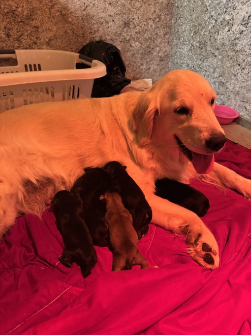 Goldador puppies