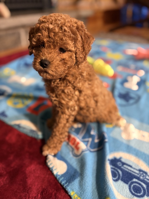 Cockapoo