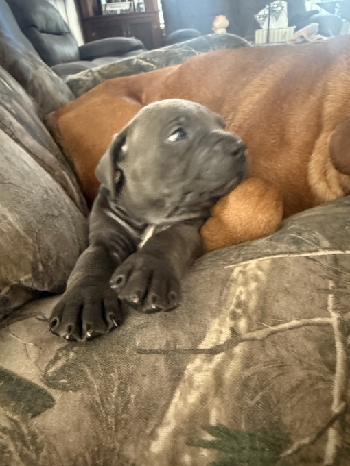 Cane corso/ xl bully 
