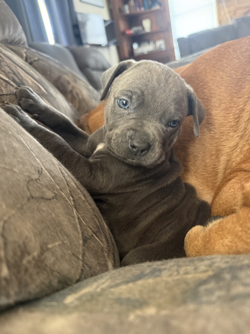 Cane corso/ xl bully 