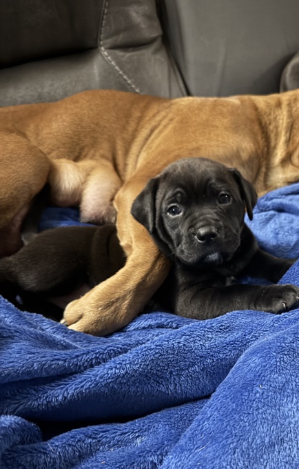 Cane corso/ xl bully 