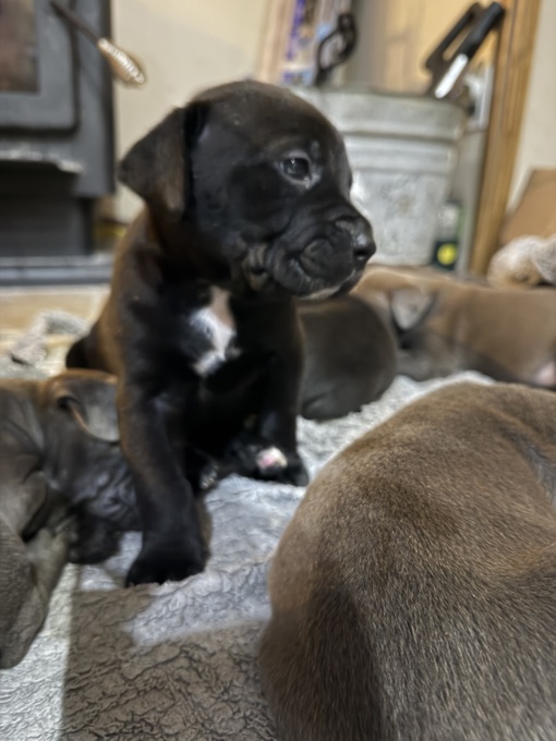 Cane corso/ xl bully 