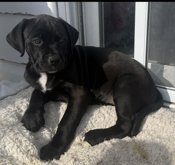 Cane corso/ xl bully 