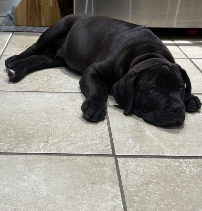 Cane corso/ xl bully 