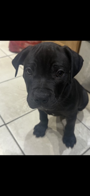 Cane corso/ xl bully 