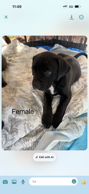 Cane corso/ xl bully 