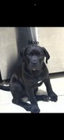 Cane corso/ xl bully 
