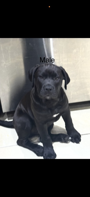 Cane corso/ xl bully 