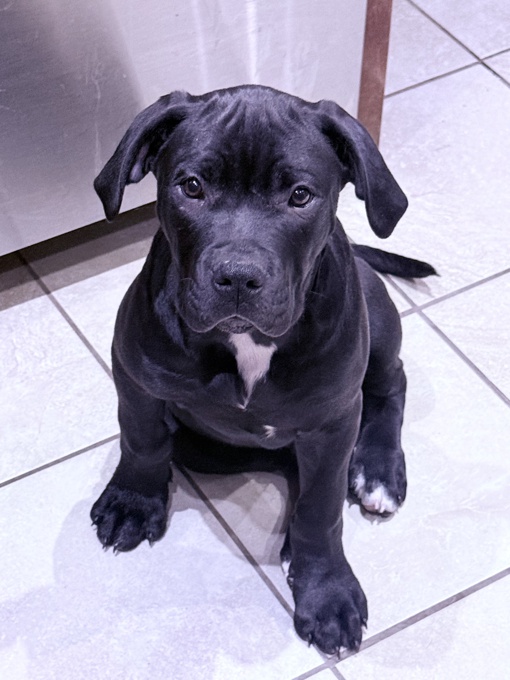 Cane corso/ xl bully 