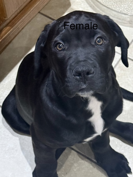 Cane corso/ xl bully 