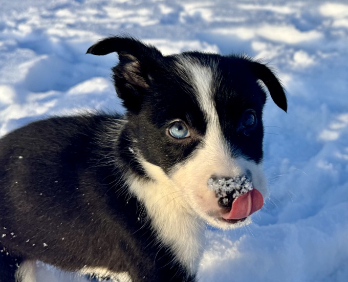 Border collie