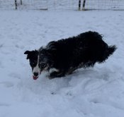 Border collie