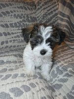 Morkie