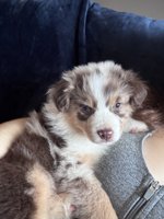 mini aussie