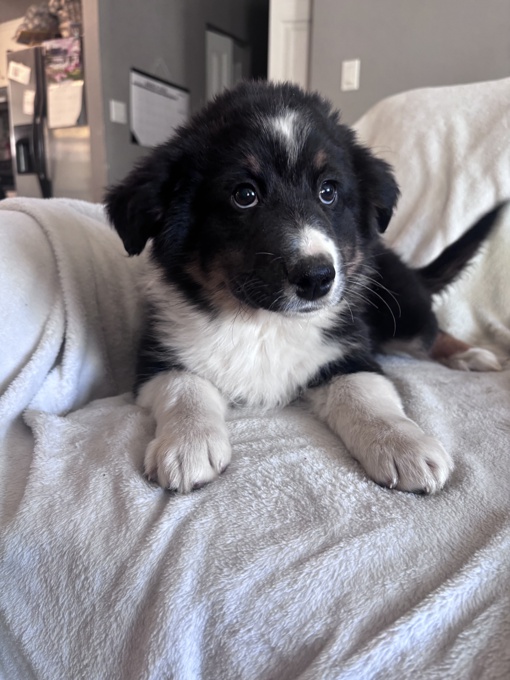 mini aussie