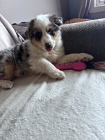 mini aussie
