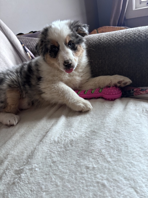 mini aussie