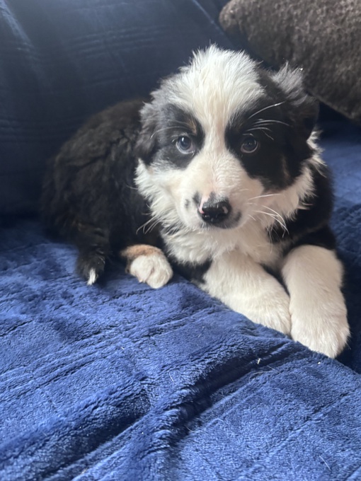 mini aussie