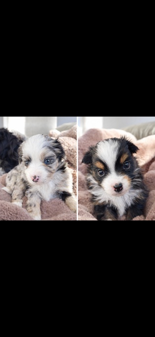 Toy Australian Shepherds