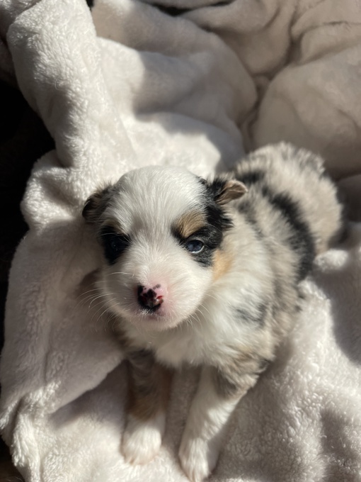 Toy Australian Shepherds