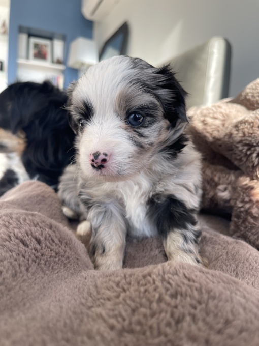 Toy Australian Shepherds