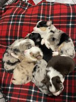 Toy Australian Shepherds