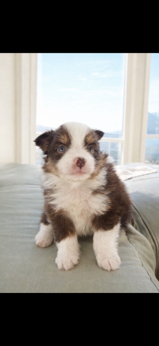 Toy Australian Shepherds