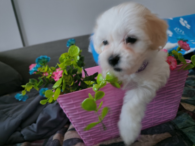 Bichon multipoo mix