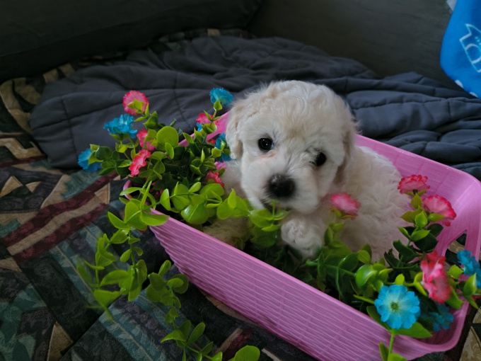 Bichon multipoo mix