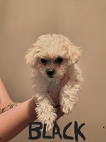 Bichon multipoo mix