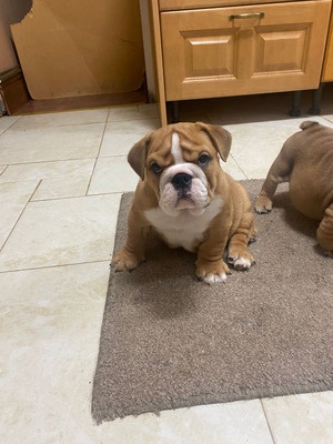 English Bulldog