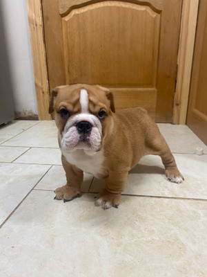 English Bulldog