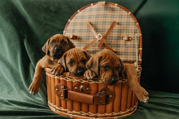 Rhodesian Ridgeback
