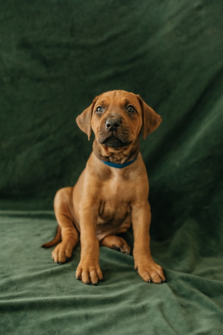 Rhodesian Ridgeback