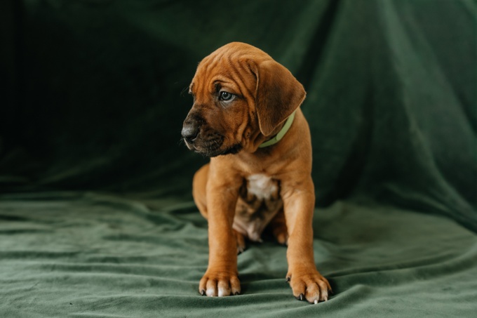 Rhodesian Ridgeback