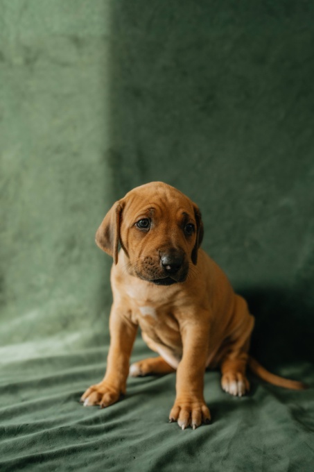 Rhodesian Ridgeback