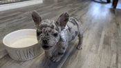 French bulldog