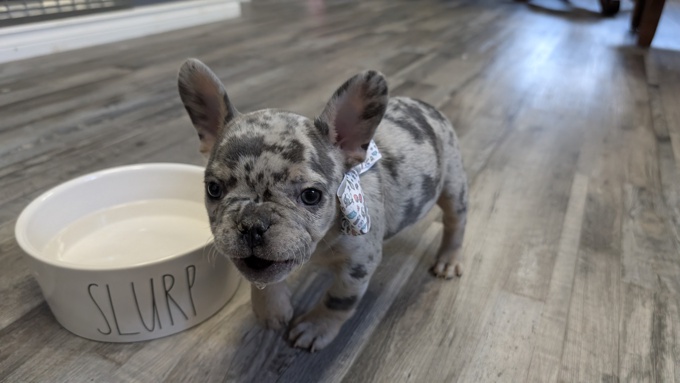 French bulldog